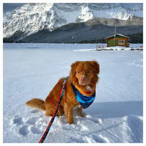 Rocky Mountain Dog Banff All Mountain 狗帶｜加拿大直送 產品細節圖 3