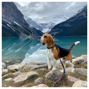 Rocky Mountain Dog Banff Alpine 狗頸圈｜加拿大直送 主產品圖