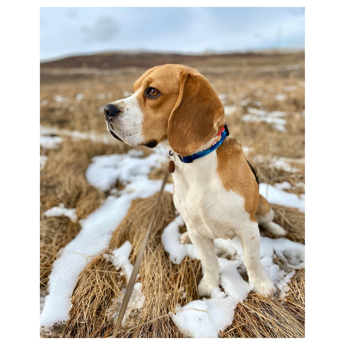 Rocky Mountain Dog Banff Alpine 狗頸圈｜加拿大直送 產品細節圖 2