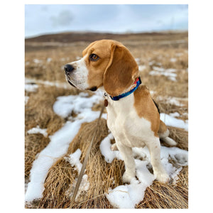 Rocky Mountain Dog Banff Alpine 狗頸圈｜加拿大直送 產品細節圖 2