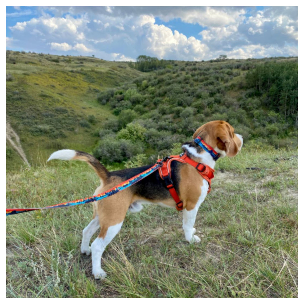 Rocky Mountain Dog Banff Alpine 狗頸圈｜加拿大直送 產品細節圖 4