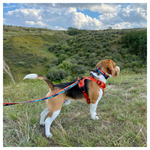 Rocky Mountain Dog Banff Alpine 狗頸圈｜加拿大直送 產品細節圖 4