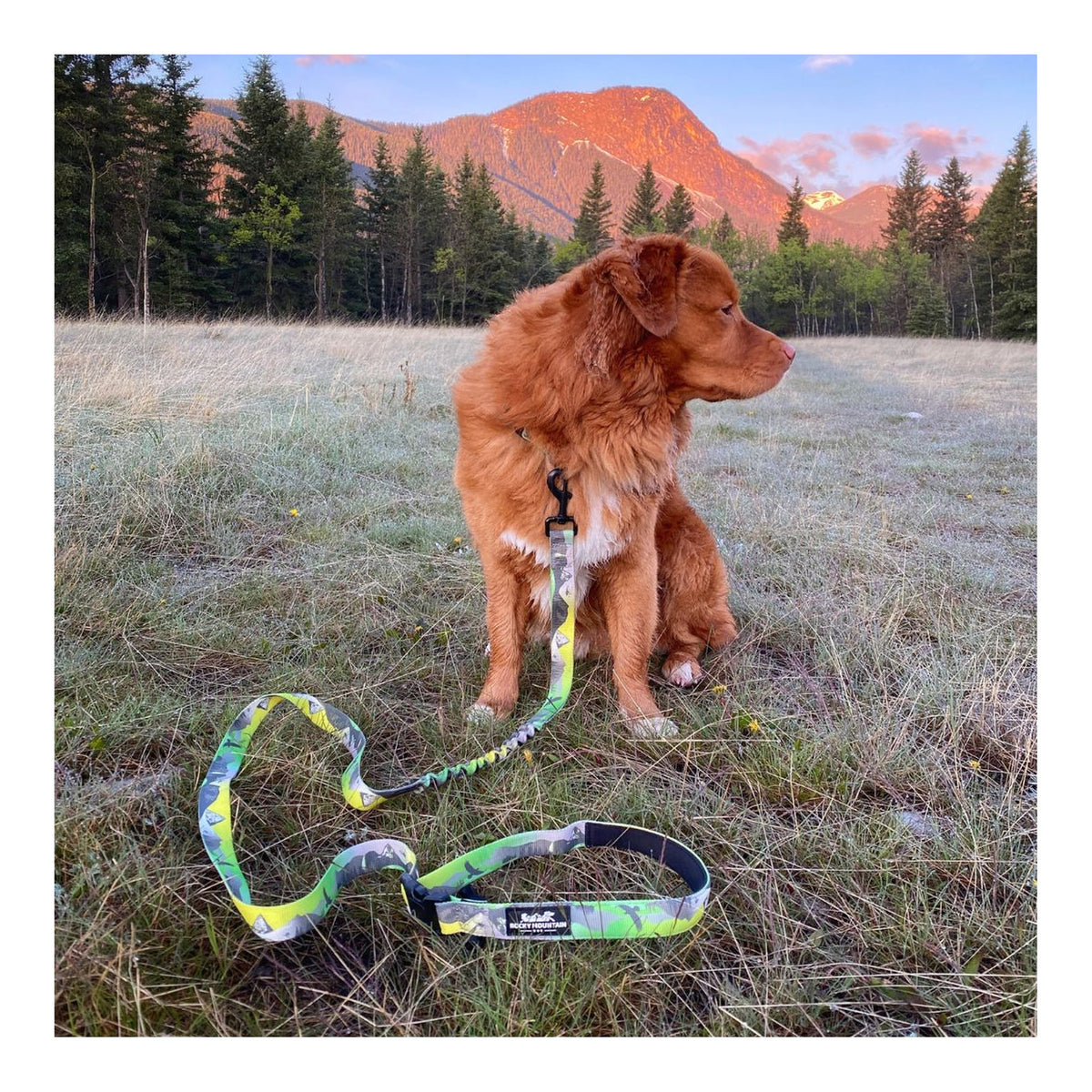 Rocky Mountain Dog Kootenay All Mountain 狗帶｜加拿大直送 主產品圖