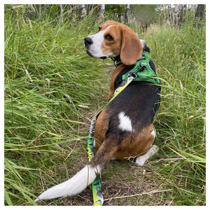 Rocky Mountain Dog Kootenay All Mountain 狗帶｜加拿大直送 產品細節圖 2