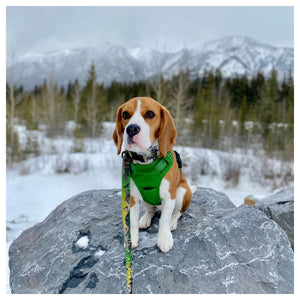 Rocky Mountain Dog Kootenay All Mountain 狗帶｜加拿大直送 產品細節圖 6