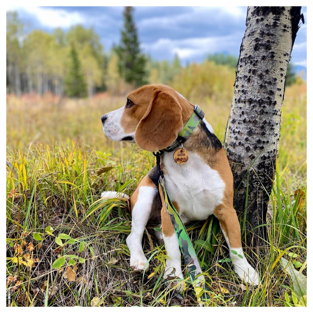 Rocky Mountain Dog Kootenay Alpine 狗頸圈｜加拿大直送 產品細節圖 2