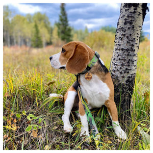 Rocky Mountain Dog Kootenay Alpine 狗頸圈｜加拿大直送 產品細節圖 2