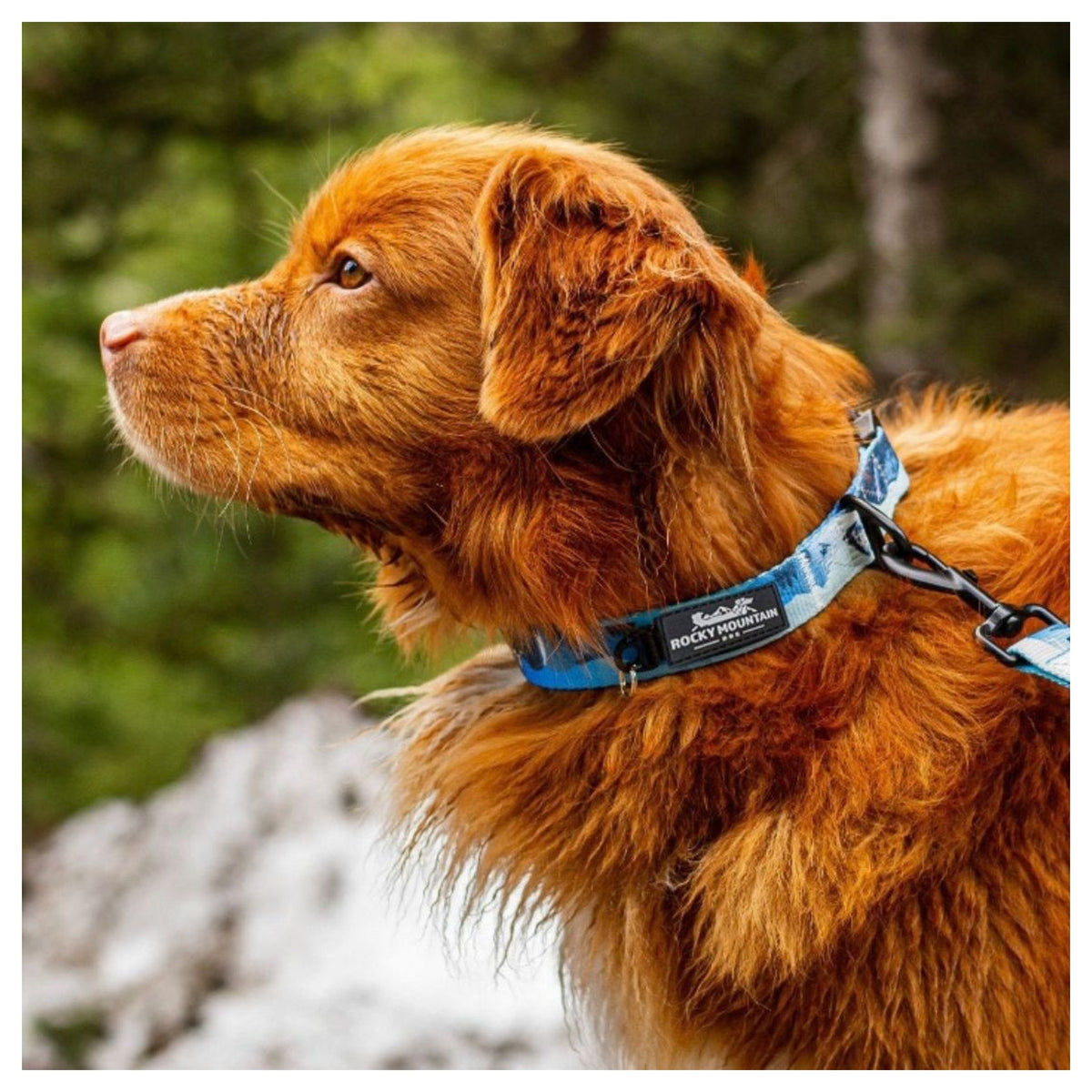 Rocky Mountain Dog Kootenay Alpine 狗頸圈｜加拿大直送 產品細節圖 3