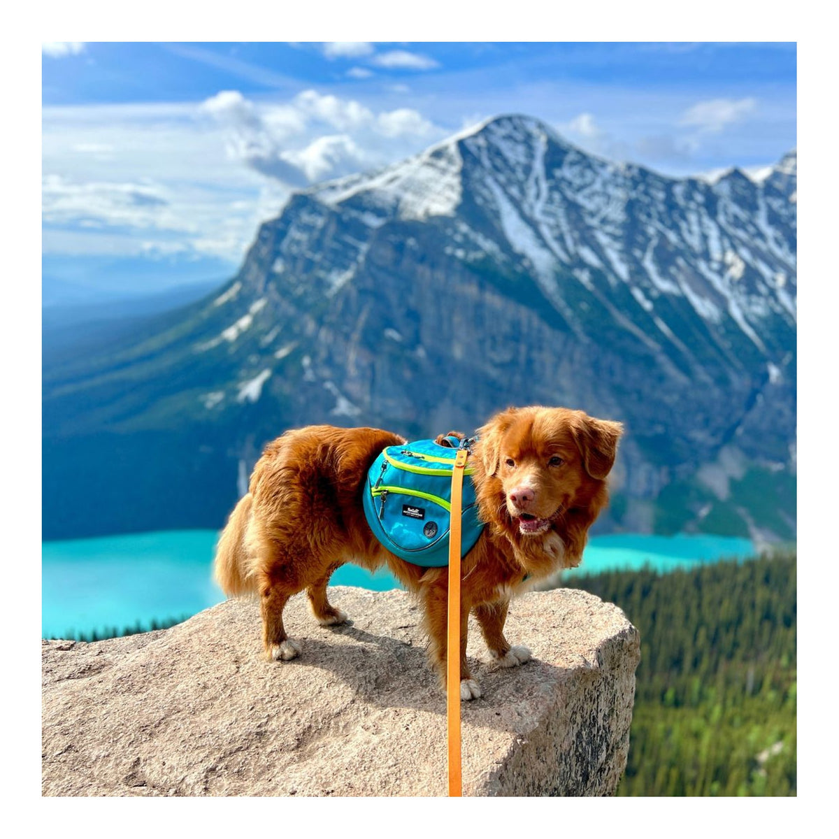 Rocky Mountain Dog Mountaineer 狗狗背囊 & Stand｜Alone 狗狗胸背帶｜加拿大直送 主產品圖