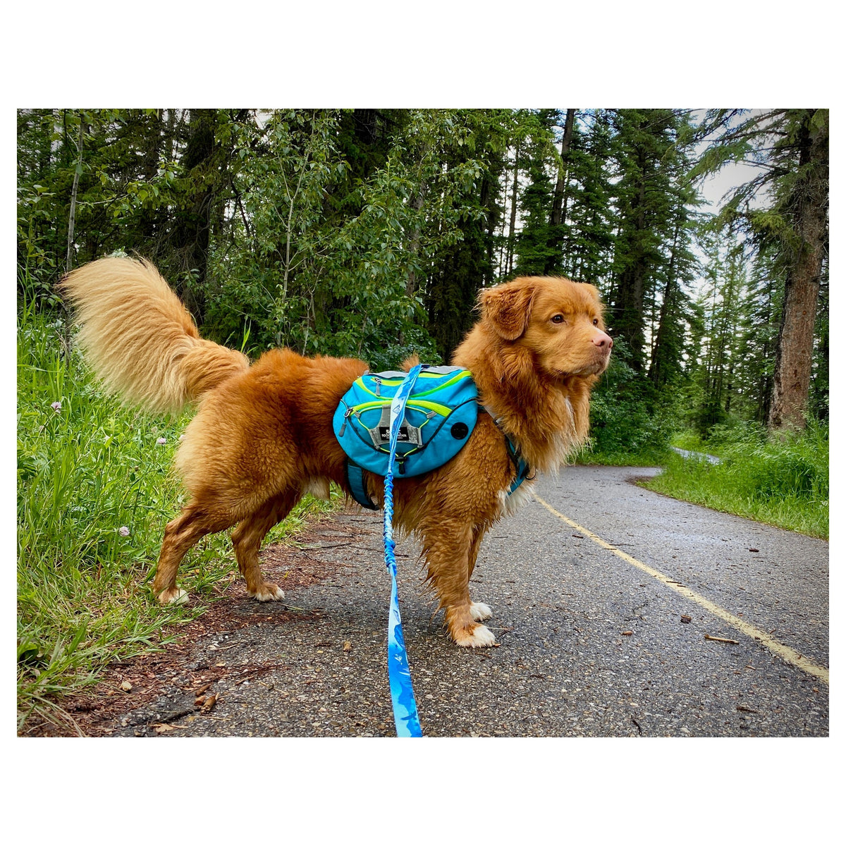 Rocky Mountain Dog Mountaineer 狗狗背囊 & Stand｜Alone 狗狗胸背帶｜加拿大直送 產品細節圖 4