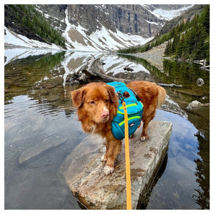 Rocky Mountain Dog Mountaineer 狗狗背囊 & Stand｜Alone 狗狗胸背帶｜加拿大直送 產品細節圖 5