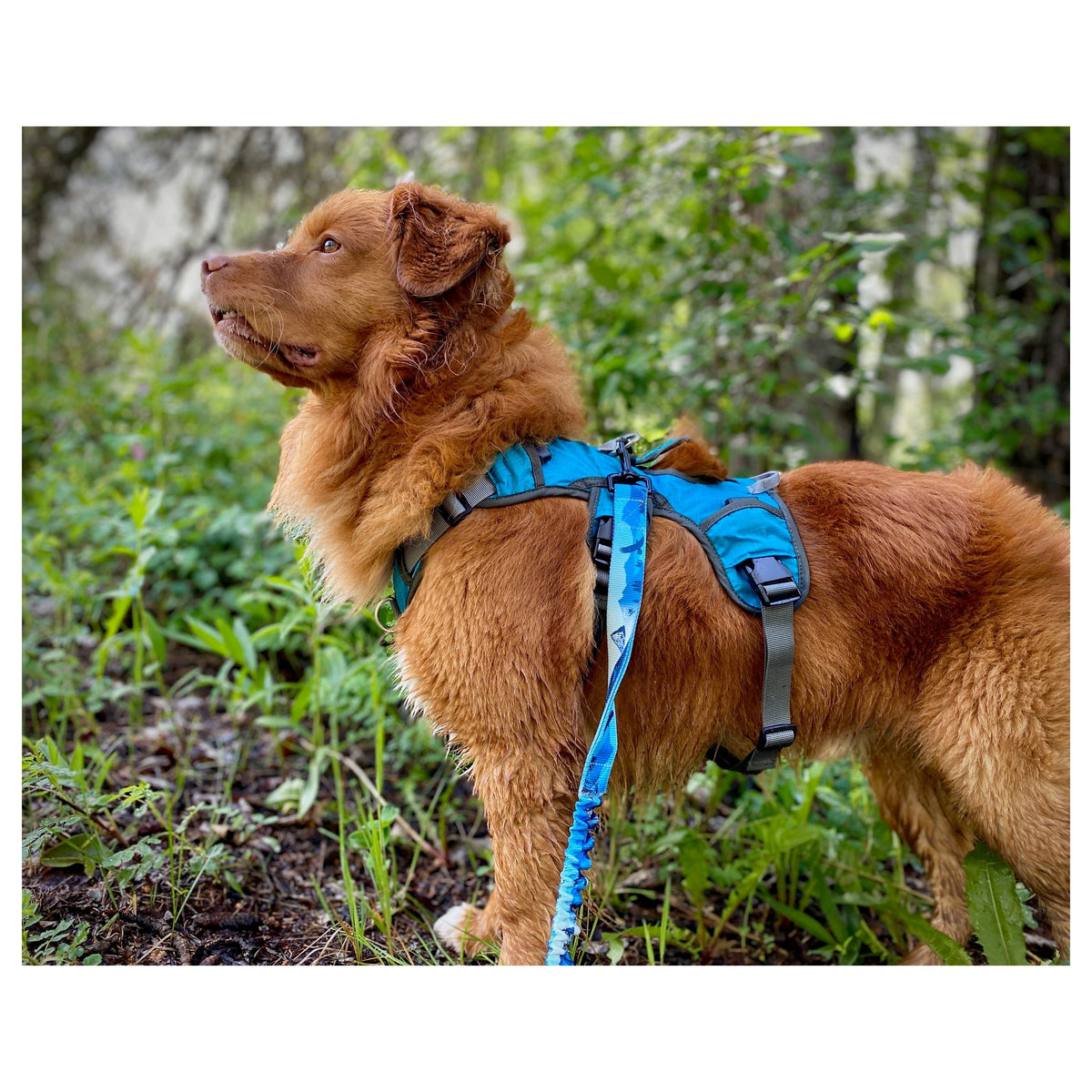 Rocky Mountain Dog Mountaineer 狗狗背囊 & Stand｜Alone 狗狗胸背帶｜加拿大直送 產品細節圖 6