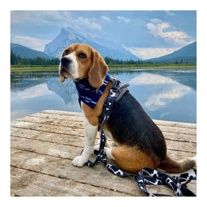 Rocky Mountain Dog The Grizzly All Mountain 狗帶｜加拿大直送 主產品圖