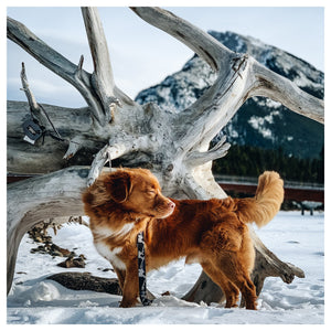 Rocky Mountain Dog The Grizzly All Mountain 狗帶｜加拿大直送 產品細節圖 4