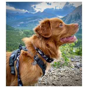 Rocky Mountain Dog The Grizzly Alpine 狗頸圈｜加拿大直送 產品細節圖 2