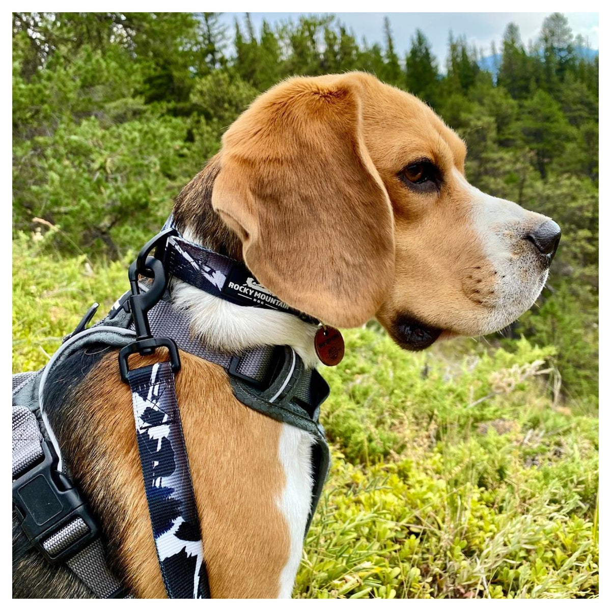 Rocky Mountain Dog The Grizzly Alpine 狗頸圈｜加拿大直送 產品細節圖 4