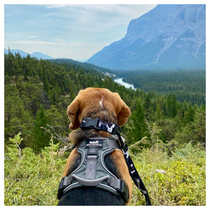 Rocky Mountain Dog The Grizzly Alpine 狗頸圈｜加拿大直送 產品細節圖 5