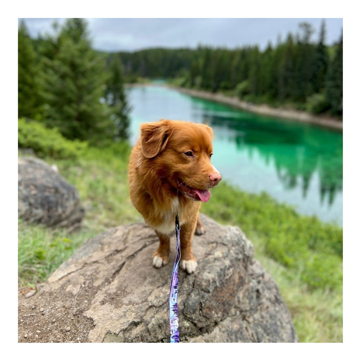 Rocky Mountain Dog PNW All Mountain 狗帶｜加拿大直送 主產品圖