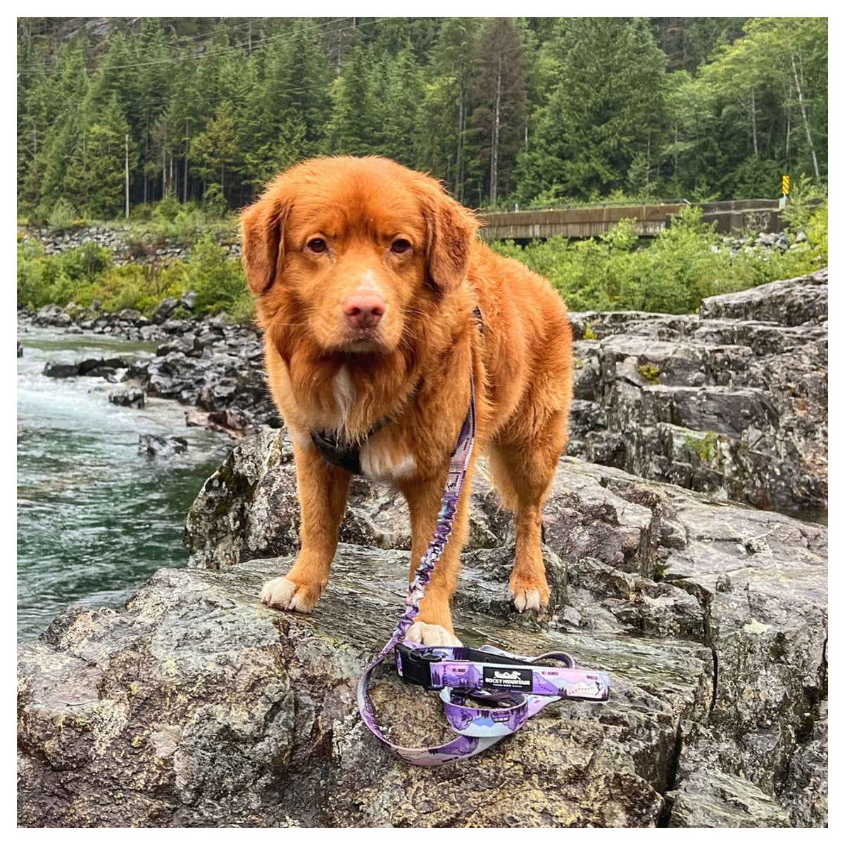 Rocky Mountain Dog PNW All Mountain 狗帶｜加拿大直送 產品細節圖 5