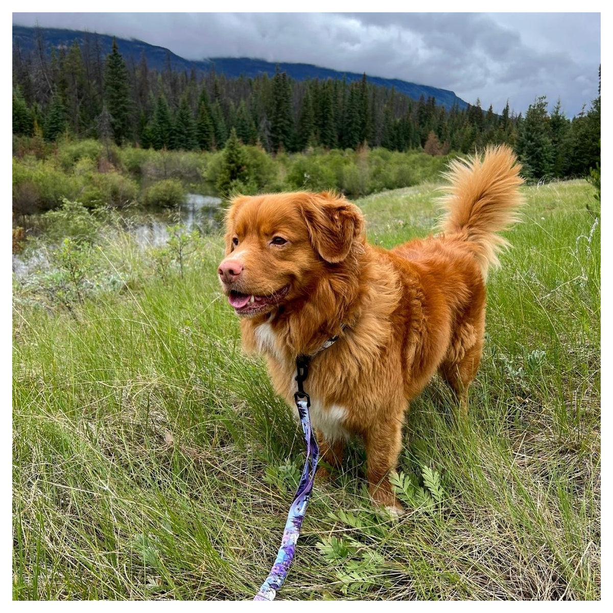 Rocky Mountain Dog PNW All Mountain 狗帶｜加拿大直送 產品細節圖 6