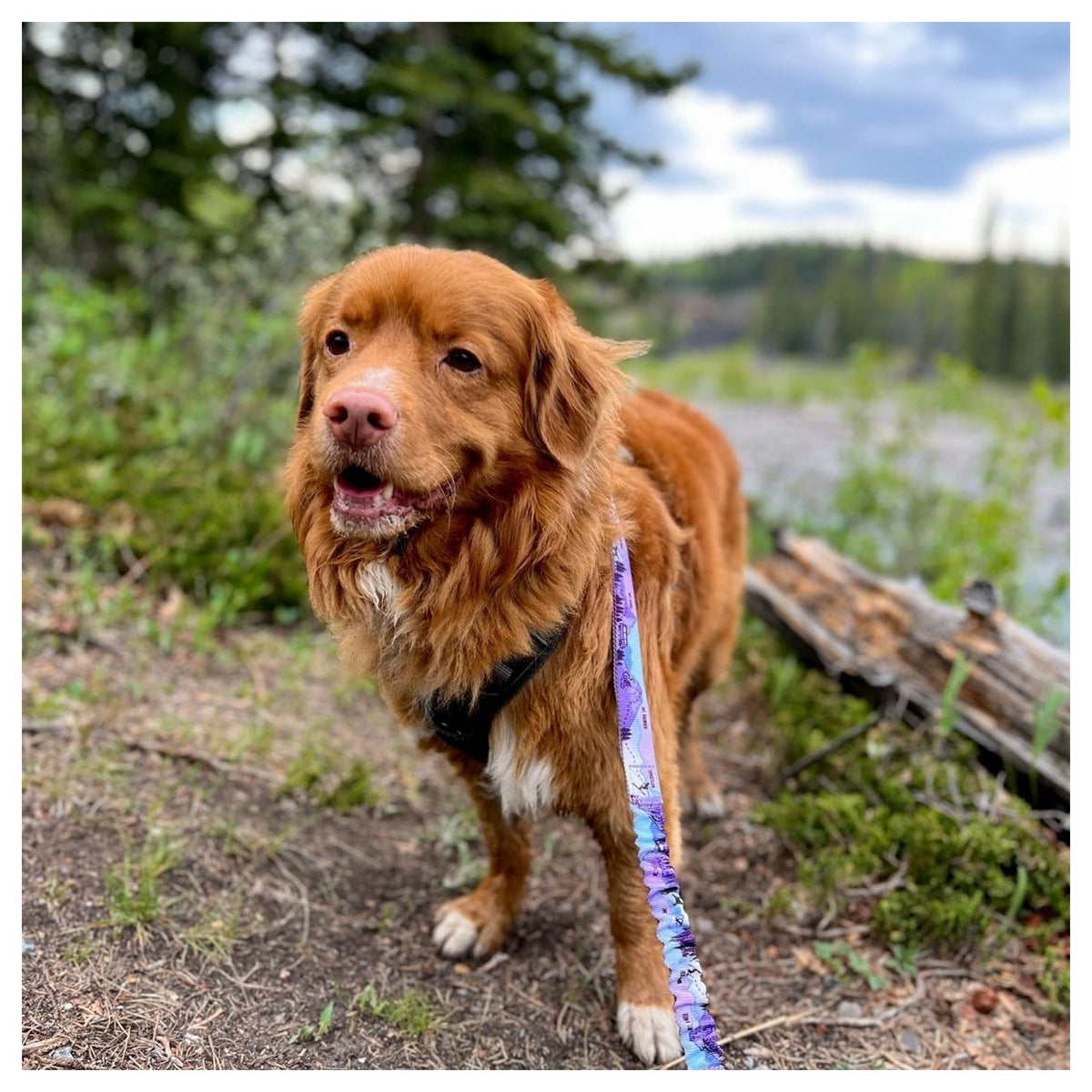 Rocky Mountain Dog PNW Alpine 狗頸圈｜加拿大直送 產品細節圖 3