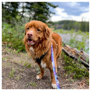 Rocky Mountain Dog PNW Alpine 狗頸圈｜加拿大直送 產品細節圖 3