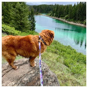 Rocky Mountain Dog PNW Alpine 狗頸圈｜加拿大直送 產品細節圖 4