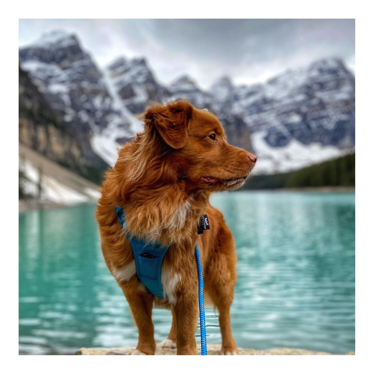 Rocky Mountain Dog Mountain Lakes Dog Rope 狗帶｜加拿大直送 主產品圖