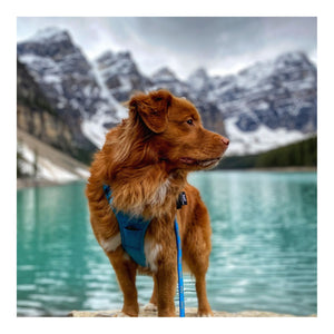 Rocky Mountain Dog Mountain Lakes Dog Rope 狗帶｜加拿大直送 主產品圖