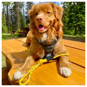 Rocky Mountain Dog Mountain Lakes Dog Rope 狗帶｜加拿大直送 產品細節圖 5