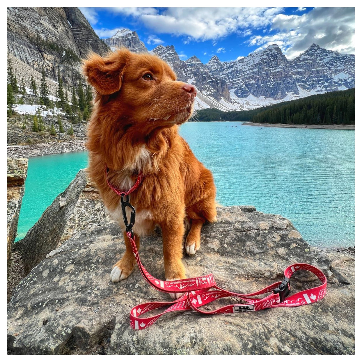 Rocky Mountain Dog Canadian Rockies Martingale Clip Collar 戶外狗狗用品｜加拿大直送 產品細節圖 5