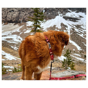 Rocky Mountain Dog Canadian Rockies Martingale Clip Collar 戶外狗狗用品｜加拿大直送 產品細節圖 6