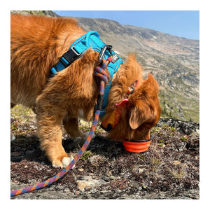 Rocky Mountain Dog Collapsible Silicone 狗碗｜加拿大直送 主產品圖