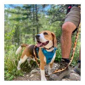 Rocky Mountain Dog Yellowstone All Mountain 狗帶｜加拿大直送 主產品圖