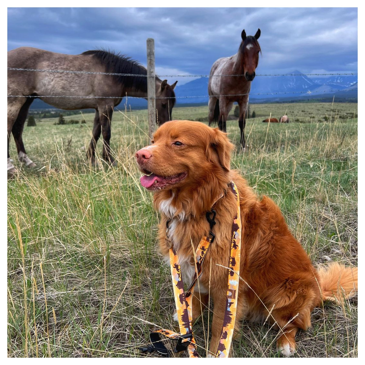 Rocky Mountain Dog Yellowstone All Mountain 狗帶｜加拿大直送 產品細節圖 3