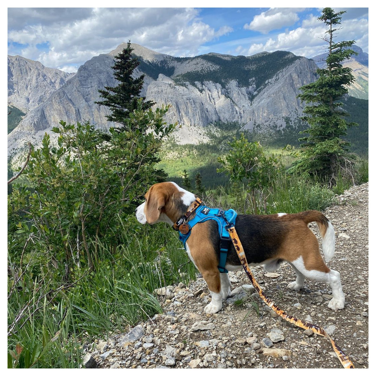 Rocky Mountain Dog Yellowstone All Mountain 狗帶｜加拿大直送 產品細節圖 5