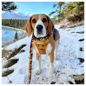Rocky Mountain Dog Yellowstone All Mountain 狗帶｜加拿大直送 產品細節圖 6