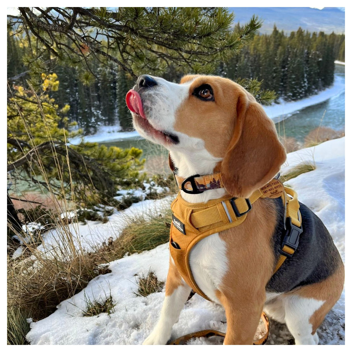 Rocky Mountain Dog Yellowstone Alpine Collar 戶外狗狗用品｜加拿大直送 產品細節圖 2