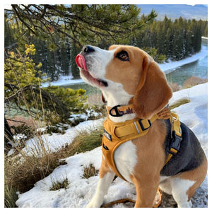Rocky Mountain Dog Yellowstone Alpine Collar 戶外狗狗用品｜加拿大直送 產品細節圖 2