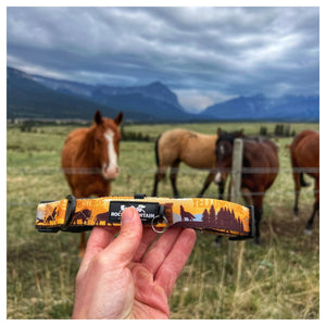 Rocky Mountain Dog Yellowstone Alpine Collar 戶外狗狗用品｜加拿大直送 產品細節圖 3