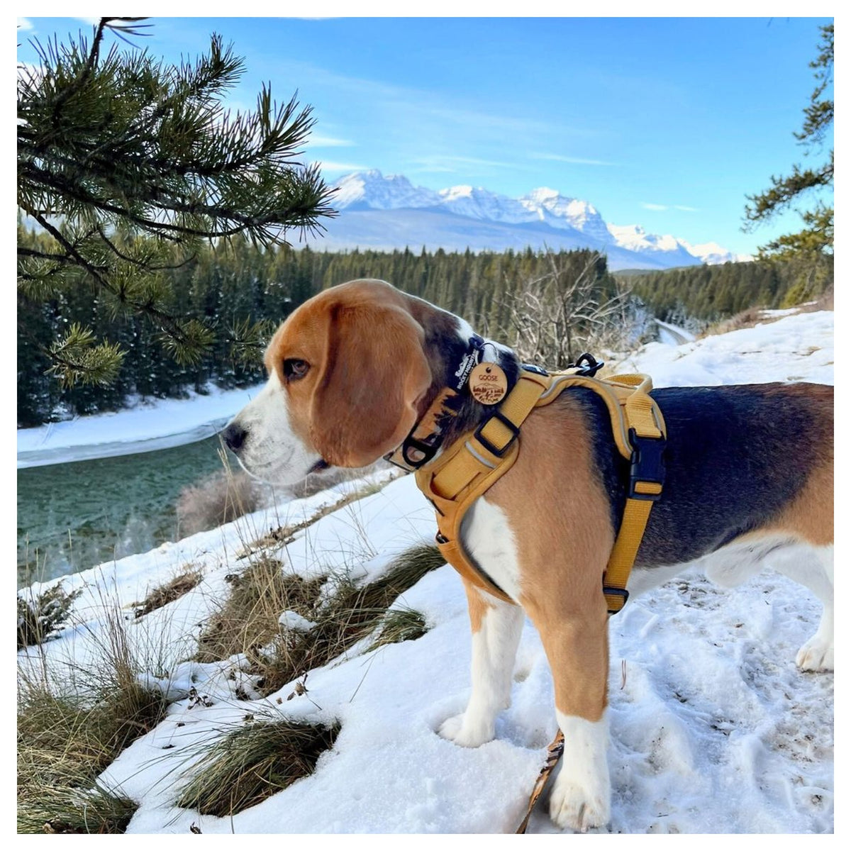 Rocky Mountain Dog Yellowstone Alpine Collar 戶外狗狗用品｜加拿大直送 產品細節圖 4