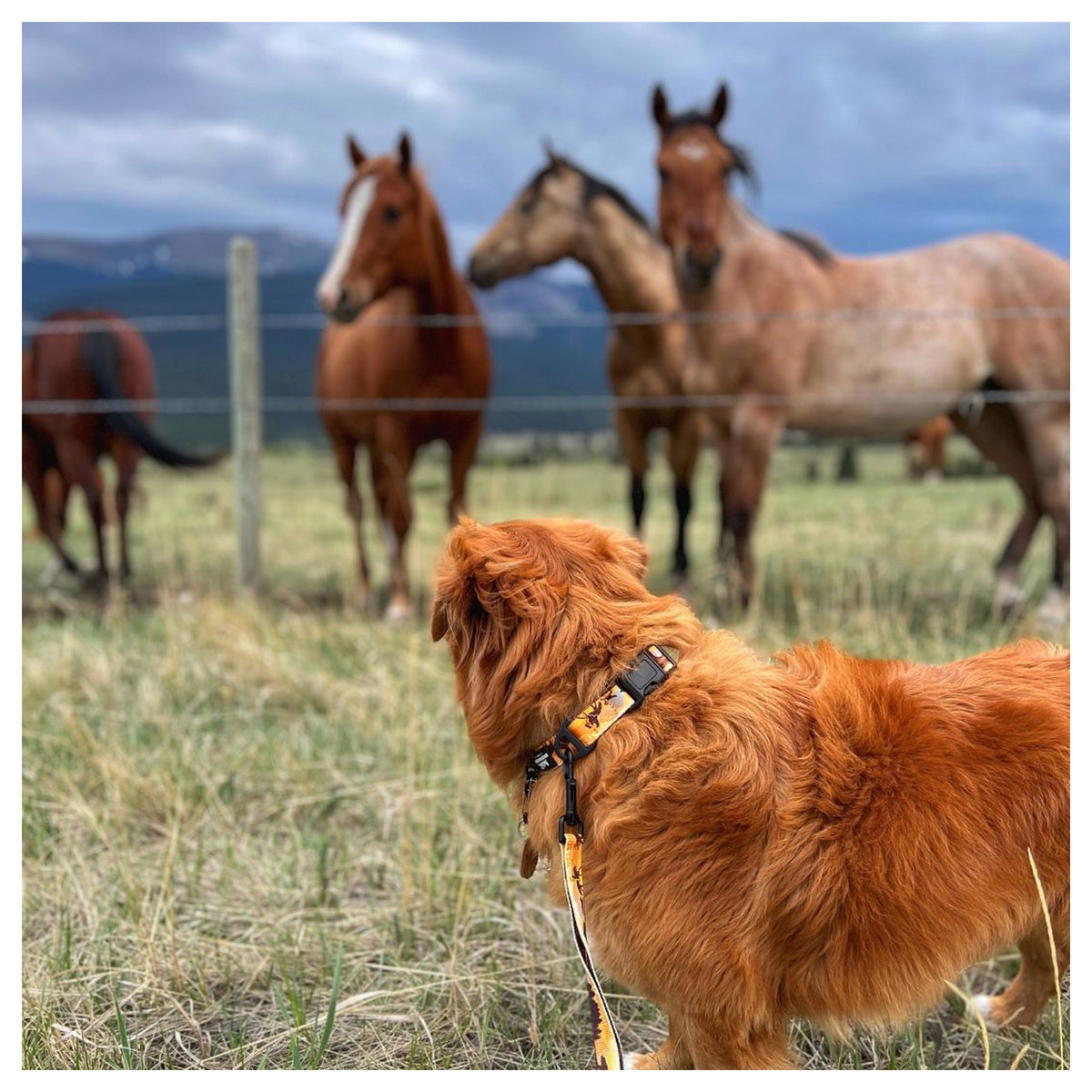 Rocky Mountain Dog Yellowstone Alpine Collar 戶外狗狗用品｜加拿大直送 產品細節圖 5