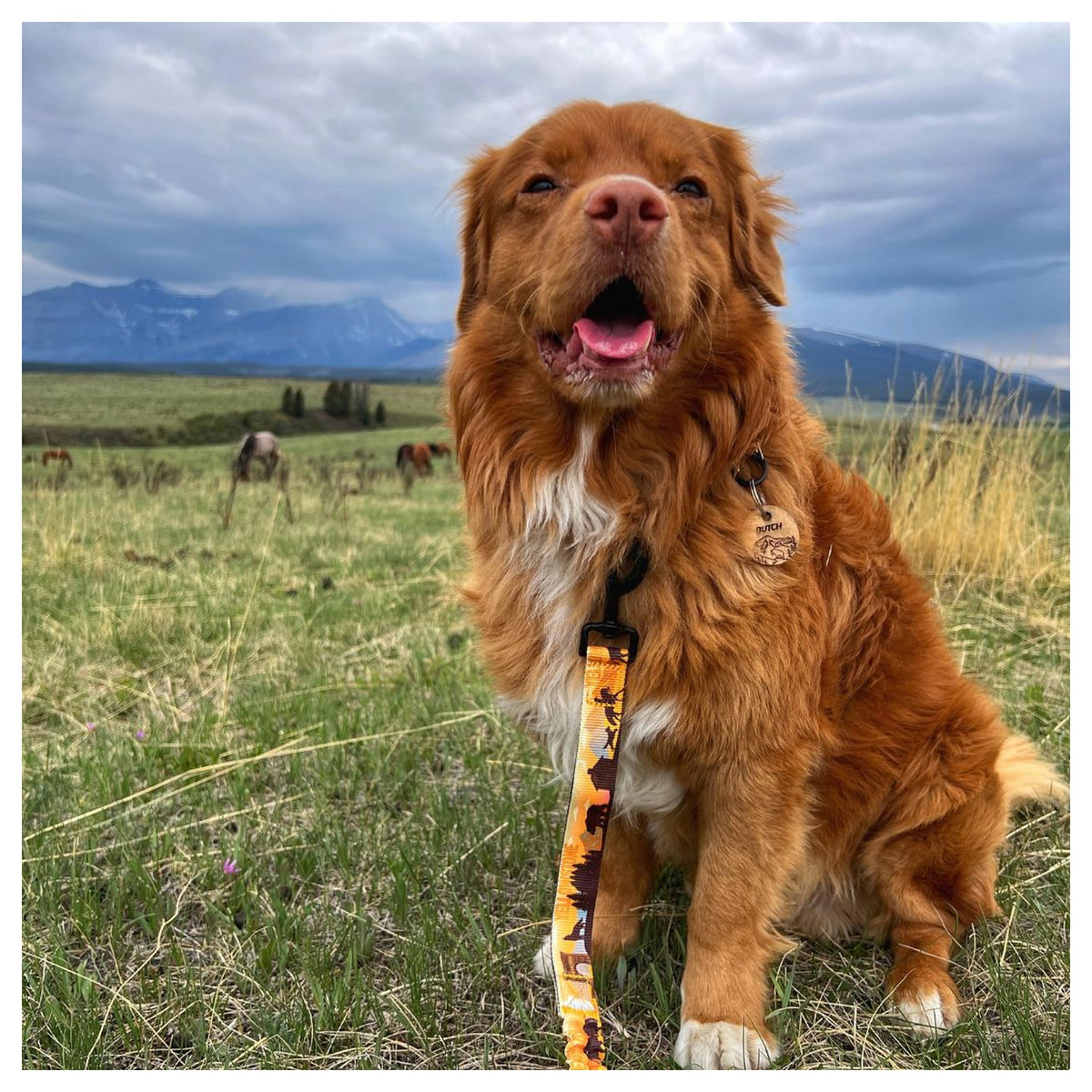 Rocky Mountain Dog Yellowstone Alpine Collar 戶外狗狗用品｜加拿大直送 產品細節圖 6