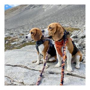 Rocky Mountain Dog Ranger All Mountain 狗帶｜加拿大直送 主產品圖
