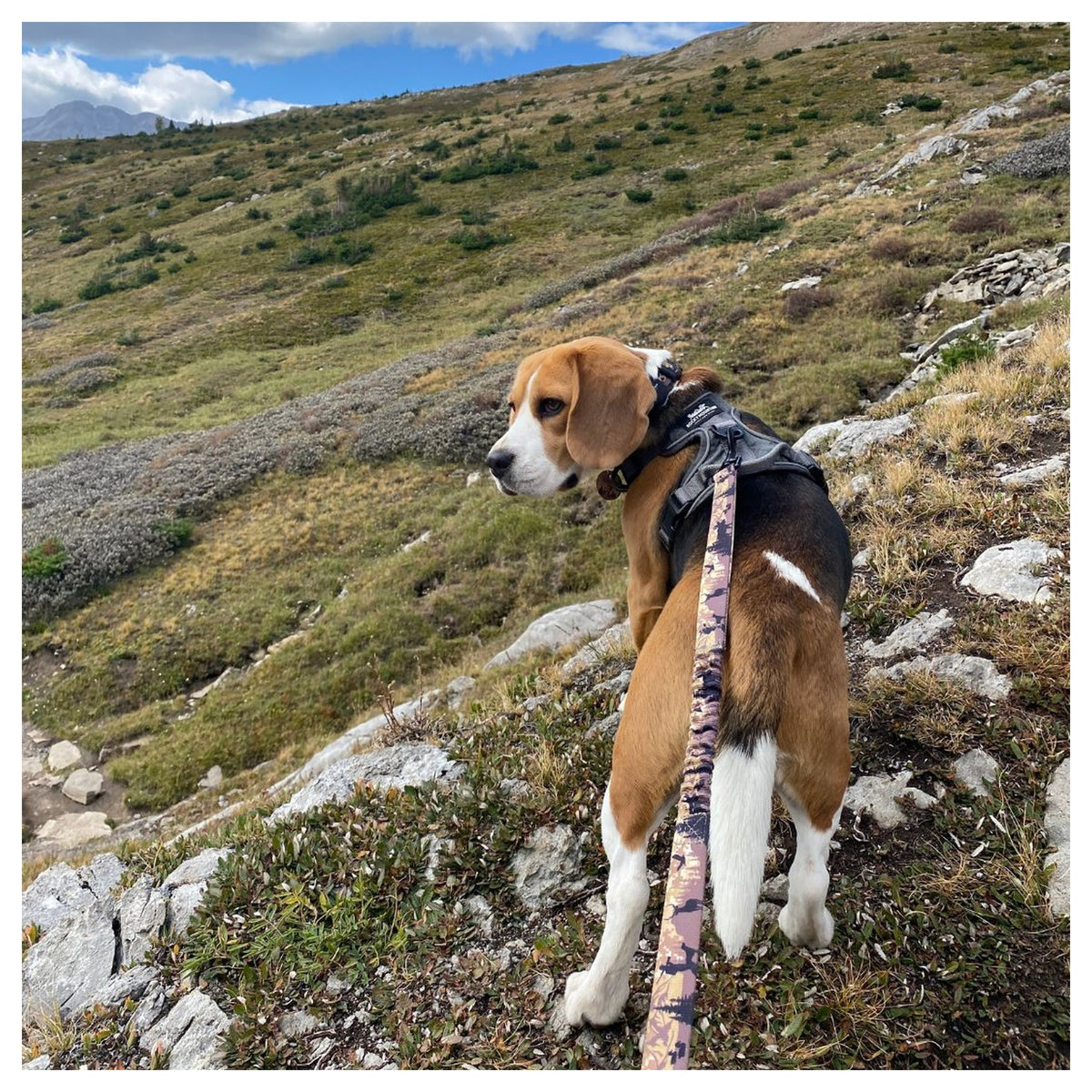 Rocky Mountain Dog Ranger All Mountain 狗帶｜加拿大直送 產品細節圖 5