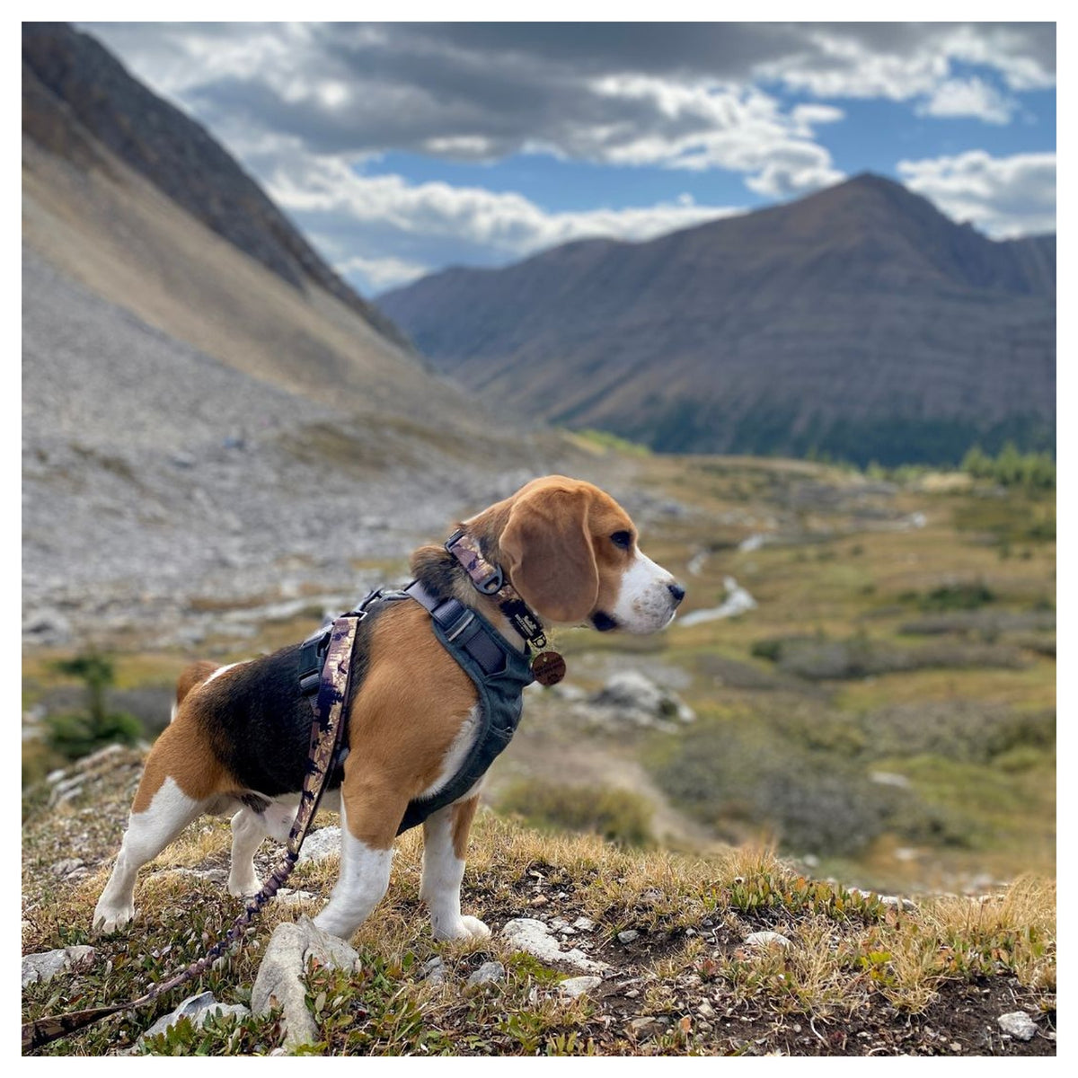 Rocky Mountain Dog Ranger Alpine Collar 戶外狗狗用品｜加拿大直送 產品細節圖 2