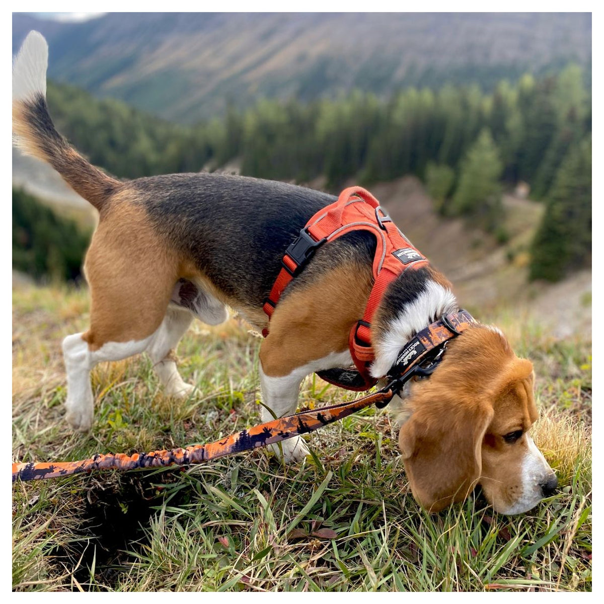 Rocky Mountain Dog Ranger Alpine Collar 戶外狗狗用品｜加拿大直送 產品細節圖 3