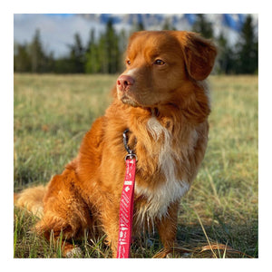 Rocky Mountain Dog Canadian Rockies 狗帶｜加拿大直送 主產品圖