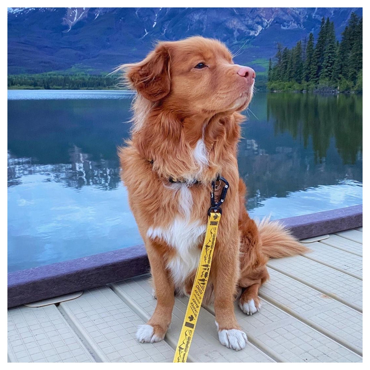 Rocky Mountain Dog Canadian Rockies 狗帶｜加拿大直送 產品細節圖 2