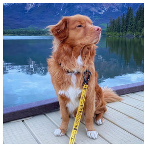 Rocky Mountain Dog Canadian Rockies 狗帶｜加拿大直送 產品細節圖 2